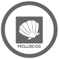 moluscos